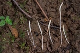 Clavaria falcata image