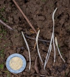 Clavaria falcata image
