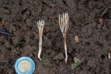 Ramaria cyanocephala image