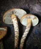 Inocybe unicolor image