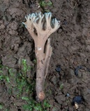 Ramaria cyanocephala image