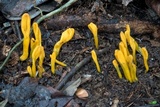 Microglossum rufum image