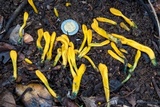 Microglossum rufum image