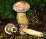 Tylopilus rubrobrunneus image