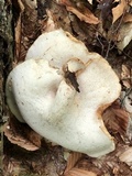 Polyporus tuberaster image