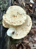 Polyporus tuberaster image