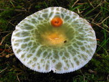 Russula parvovirescens image