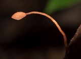 Ophiocordyceps sphecocephala image