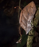 Ophiocordyceps sphecocephala image