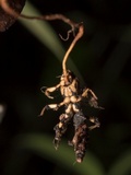 Ophiocordyceps sphecocephala image
