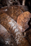 Ophiocordyceps sphecocephala image