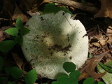 Russula parvovirescens image
