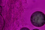 Sebacina epigaea image
