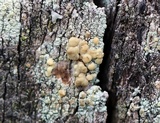 Lecanora symmicta image