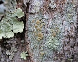 Lecanora symmicta image
