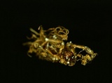 Akanthomyces aranearum image