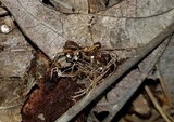 Akanthomyces aranearum image