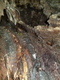 Akanthomyces aranearum image