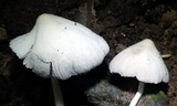 Coprinopsis lotinae image