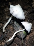 Coprinopsis lotinae image