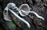 Coprinopsis lotinae image