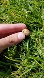 Panaeolus cinctulus image