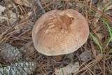 Tylopilus rubrobrunneus image