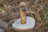 Tylopilus rubrobrunneus image