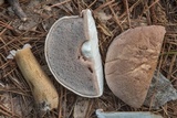 Tylopilus rubrobrunneus image