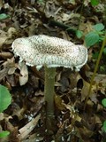 Amanita onusta image