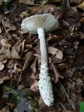 Amanita onusta image