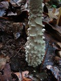 Amanita onusta image