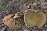 Tylopilus sordidus image