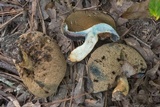 Tylopilus sordidus image