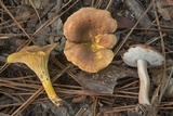Cantharellus lewisii image