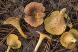 Cantharellus lewisii image