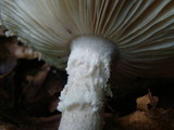 Amanita onusta image