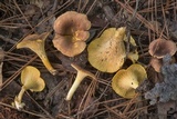 Cantharellus lewisii image