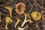 Cantharellus lewisii image