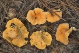 Cantharellus lateritius image