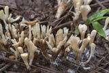 Tremellodendropsis semivestita image