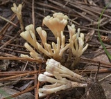 Tremellodendropsis semivestita image