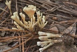 Tremellodendropsis semivestita image