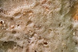 Laetiporus persicinus image