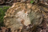 Laetiporus persicinus image