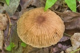 Gymnopus foetidus image