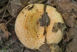 Lactarius yazooensis image