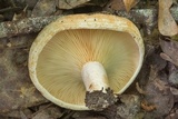 Lactarius yazooensis image