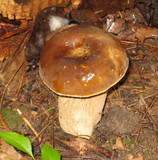 Boletus variipes image
