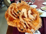 Laetiporus cincinnatus image
